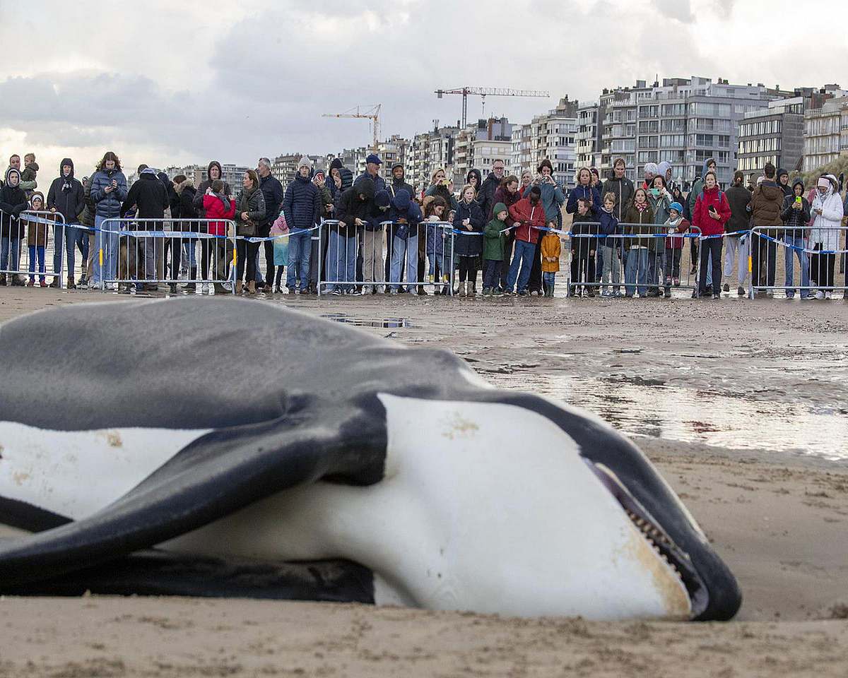 Der Orca strandete in schlechter Verfassung an der belgischen Nordseeküste.(Bild: AFP)