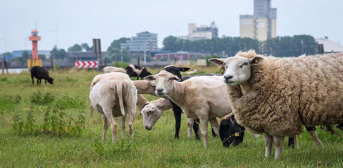 Auch die Schafe am Bremer Weserdeich sind gefährdet. Bild: DPA | Sina Schuldt